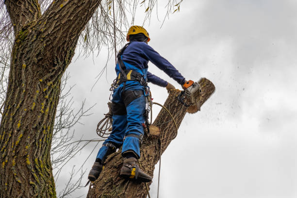 Trusted Lake Orion, MI Tree Removal Experts